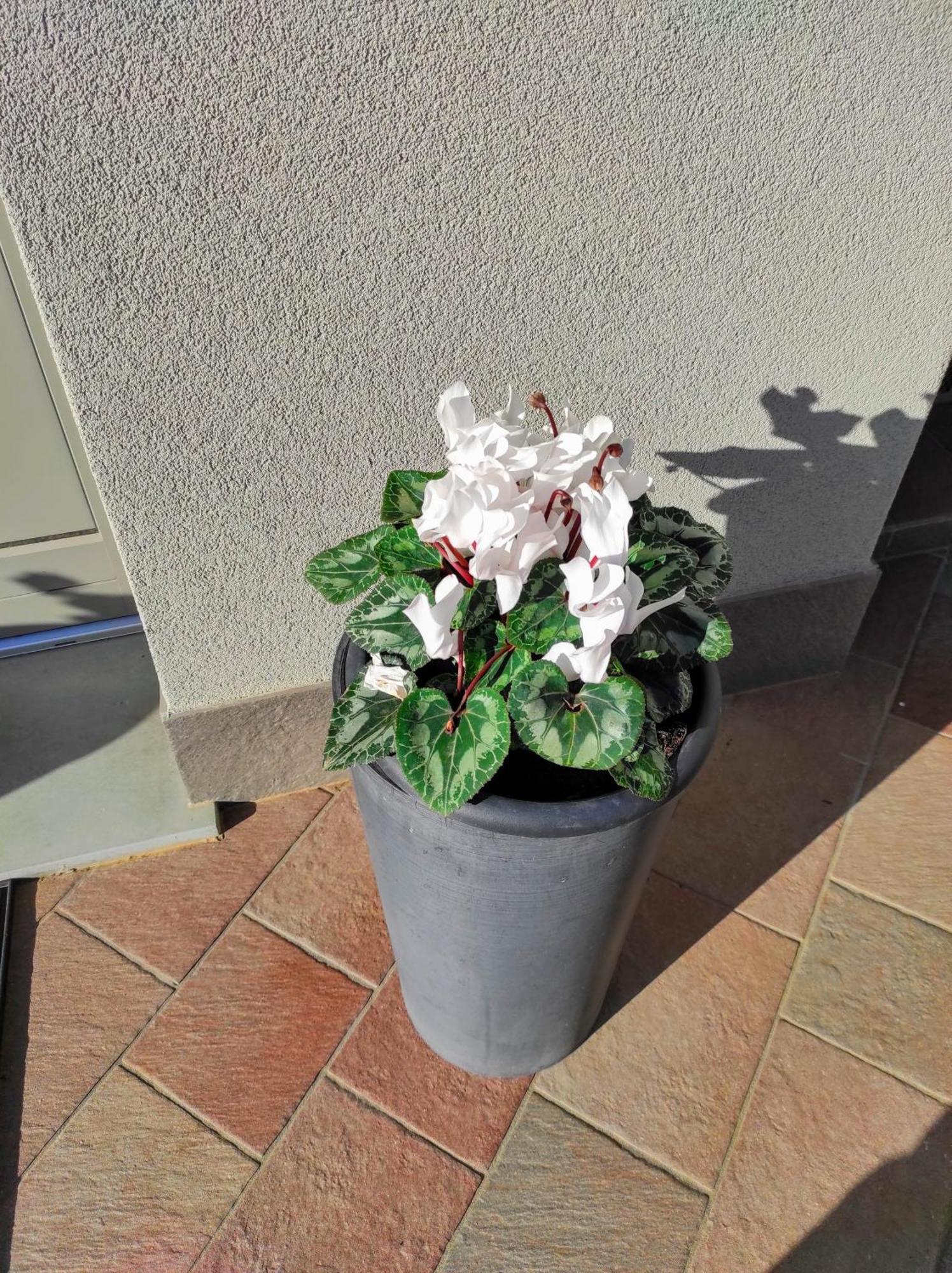 Attic House Mountain Lake Iseo Hospitality 보시코 외부 사진